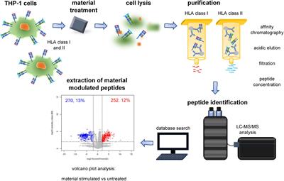 The Impact of Biomaterial Cell Contact on the Immunopeptidome